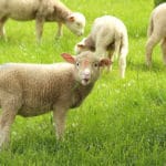 bébé mouton
