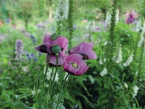 Claude Monet - Giverny Ouest de Paris