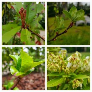 Les plantes ouest de paris