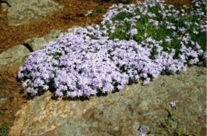 jardin fleurs a l' Ouest 2 Paris