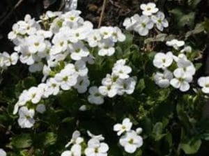 jardin fleurs a l' Ouest 2 Paris