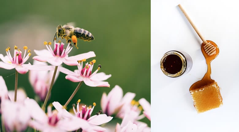 Miel et abeilles a l'Ouest de Paris