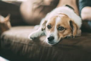 Chien a la maison ouest de paris