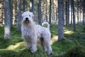 Chien dans les bois ouest de paris