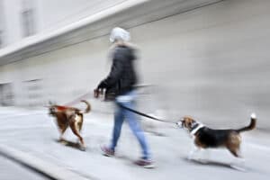 promenade animaux ouest de paris