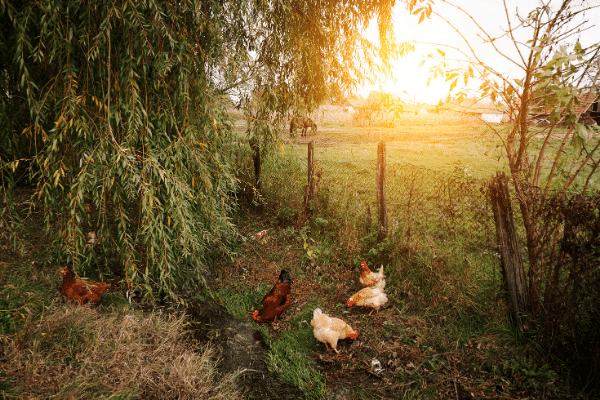 poulet biologique ouest de paris