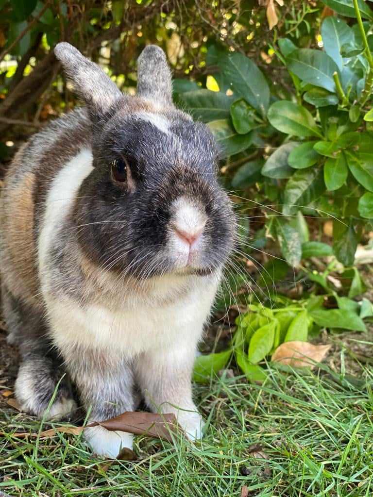 - Mars Animaux Ouest de Paris