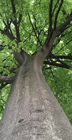 Gite - La Canopee - Mareil Marly Paris Ouest - Arbre Jardin