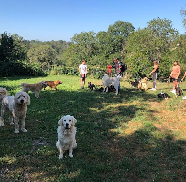 Doggies et compagnie Promenades de chiens