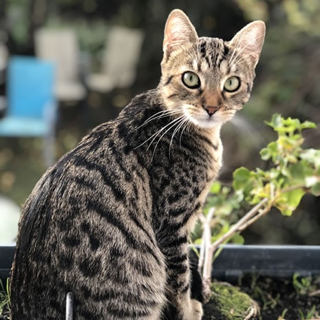 Sabamina - Bien-être animal - Ouest de Paris