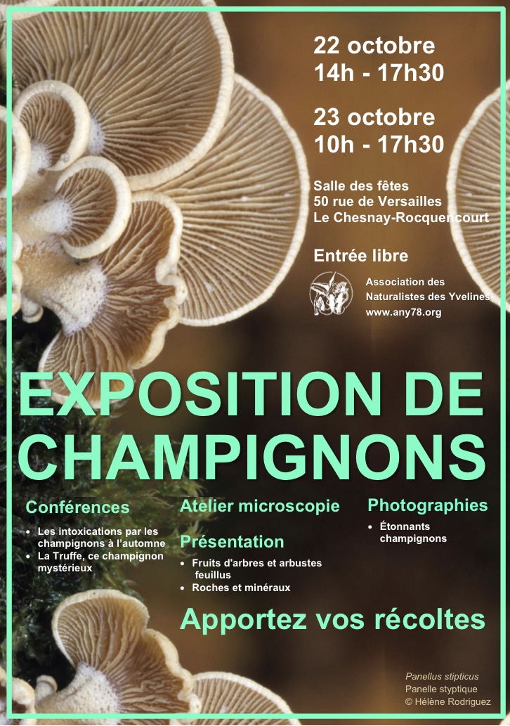 Exposition Champignon LE CHESNAY - ANY