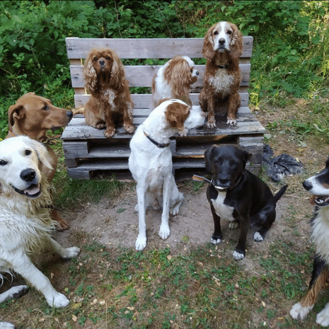 Doggies et compagnie Ile de France