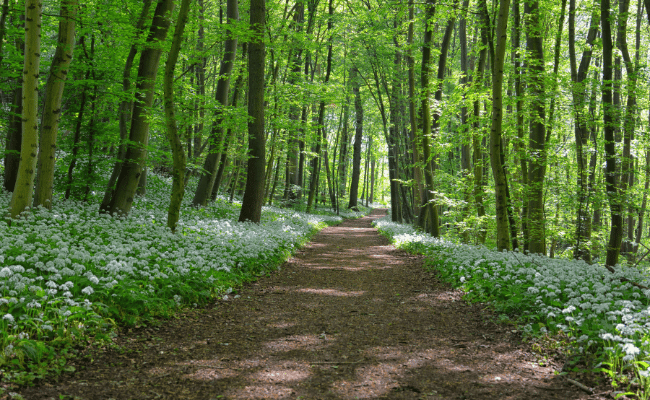 La balade en foret a l'ouest de paris