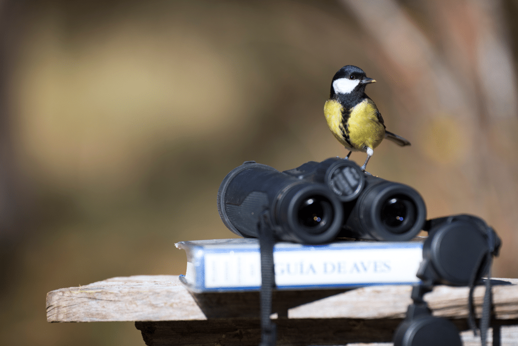 Ornithologie - ouest de Paris