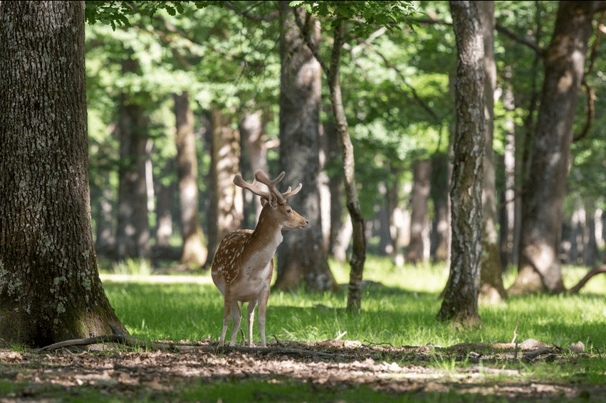 Espace Rambouillet - Parc forestier et animalier