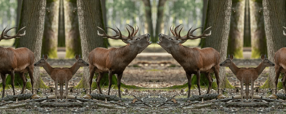 Espace Rambouillet / Parc forestier et animalier