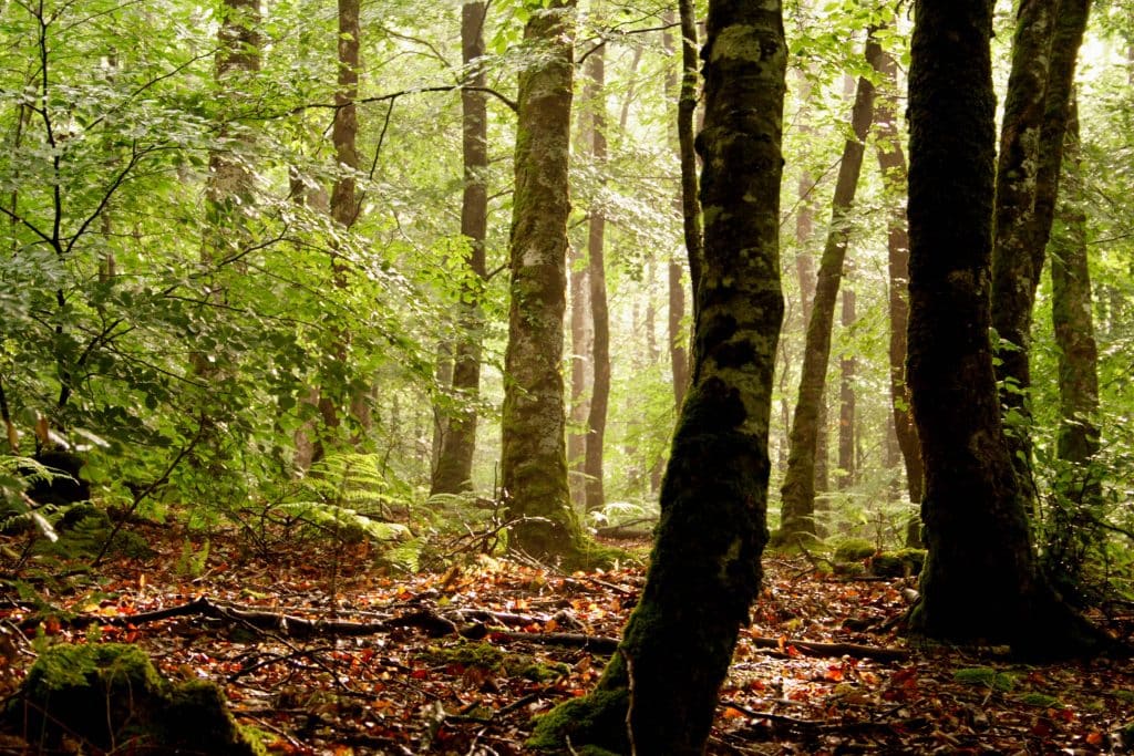 O2.nature - Pourquoi la forêt est une priorité