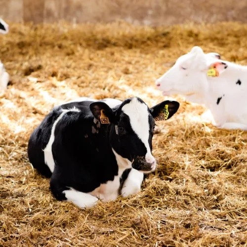 ferme-viltain-visite-veaux