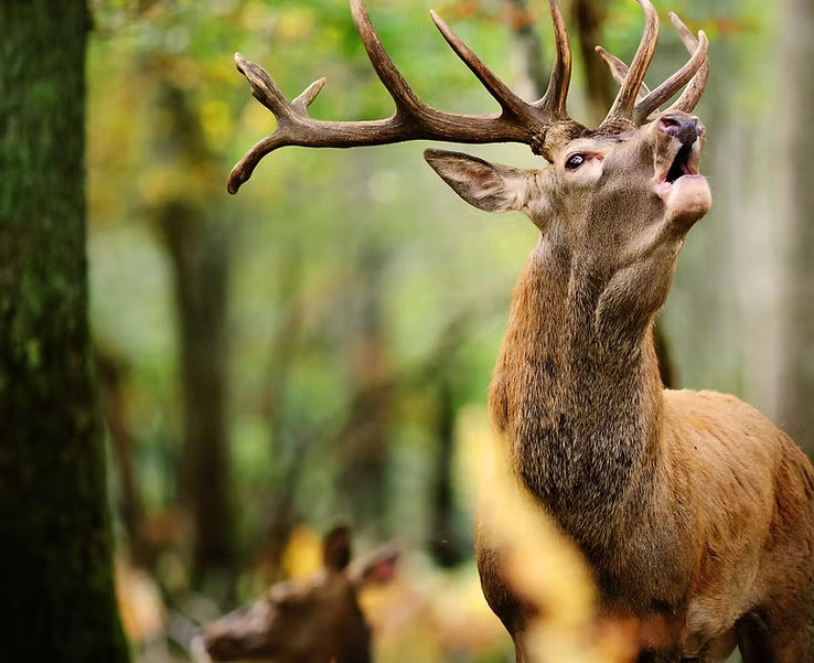 Le brame du cerf Espace Rambouillet.
